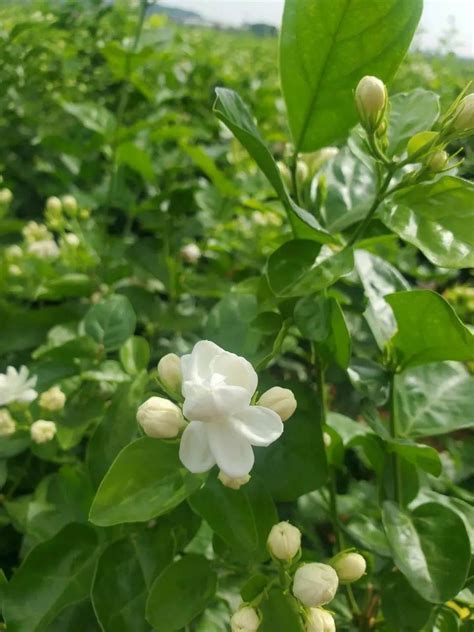 茉莉花種植|【茉莉花怎麼種】新手必讀：茉莉花種植全攻略，輕鬆擁有香氣滿。